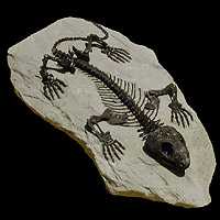 Fossil